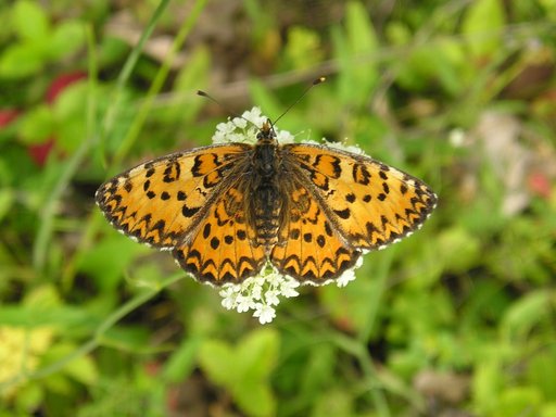 Butterflies of North Black-Sea Coast and Dobrudzha Area (Bulgaria)